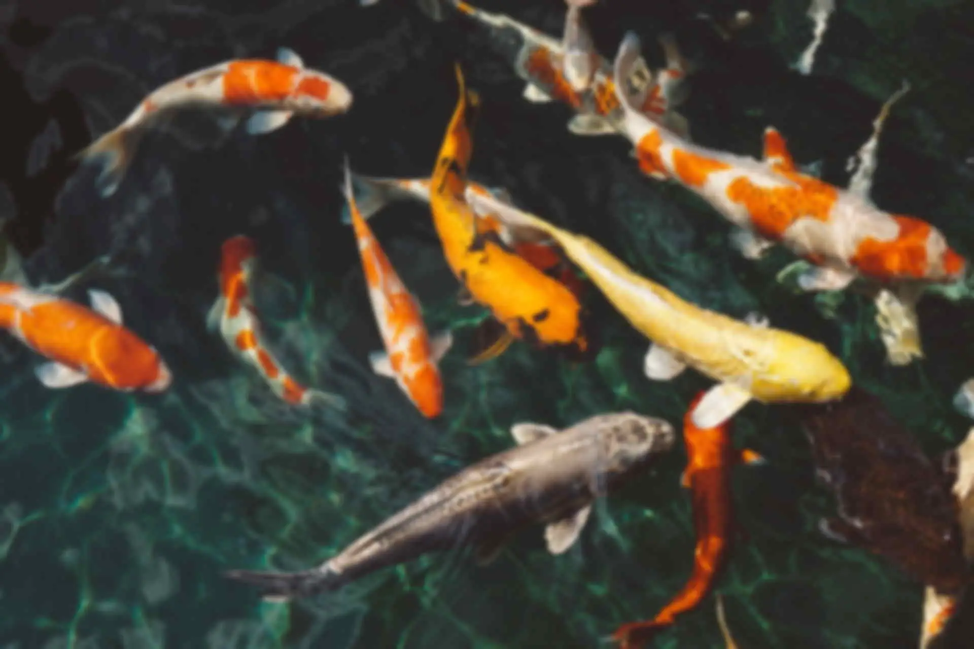 So gewinnen Sie gegen Fische beim Online-Poker (Tipps 2026)