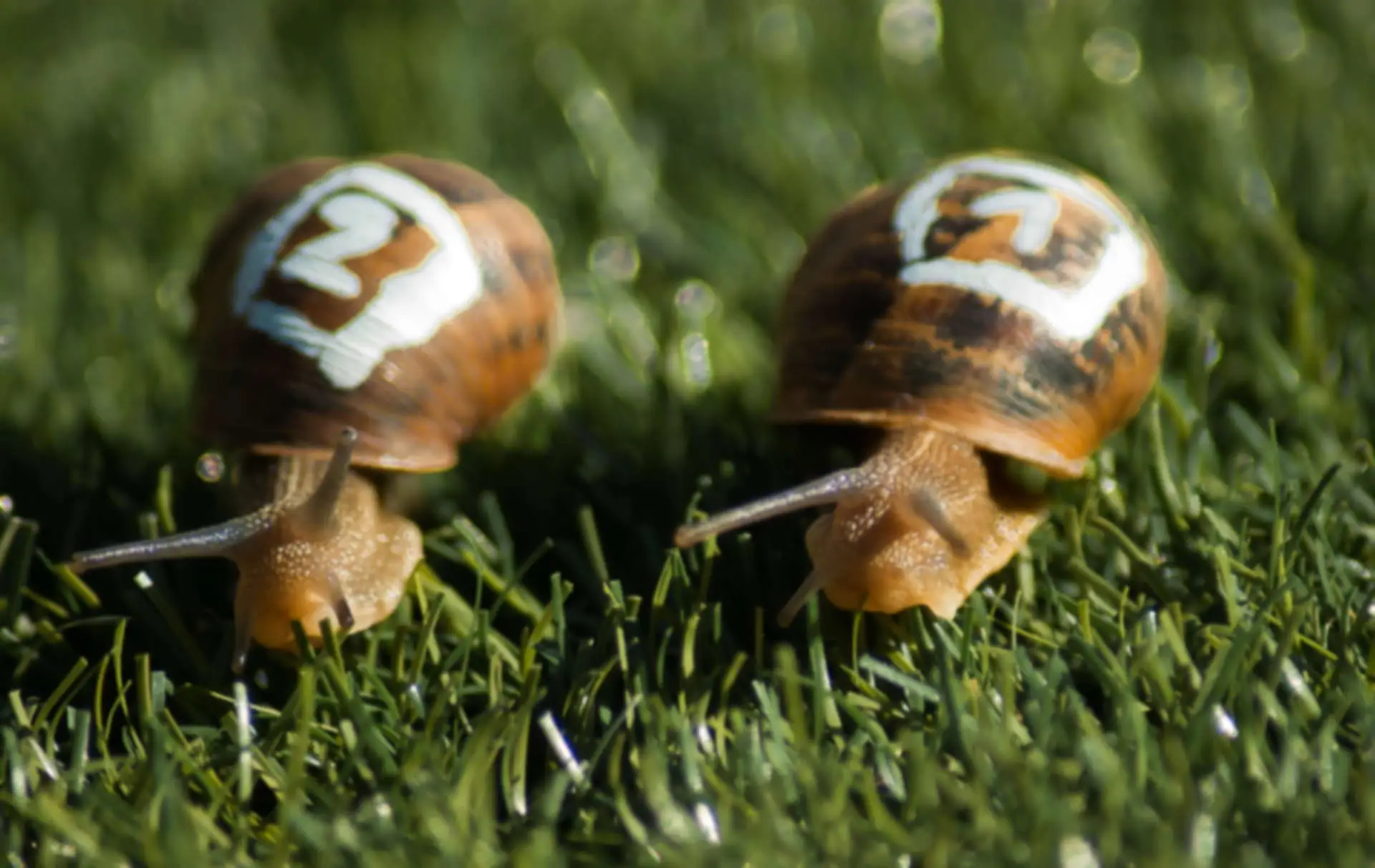 Slow-Play als Anfänger? Lassen Sie es lieber!